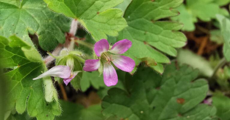  An Crobh Cruinn Geranium rotundifolium
