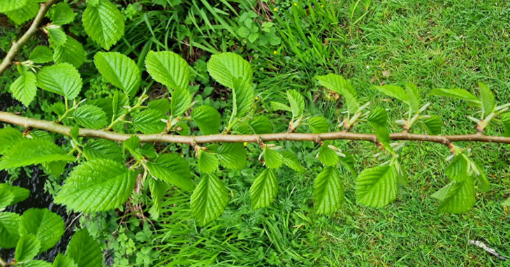  An Leamhán Mion Ulmus minor