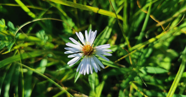  Nóinín Mhichíl Symphyotrichum novi-belgii