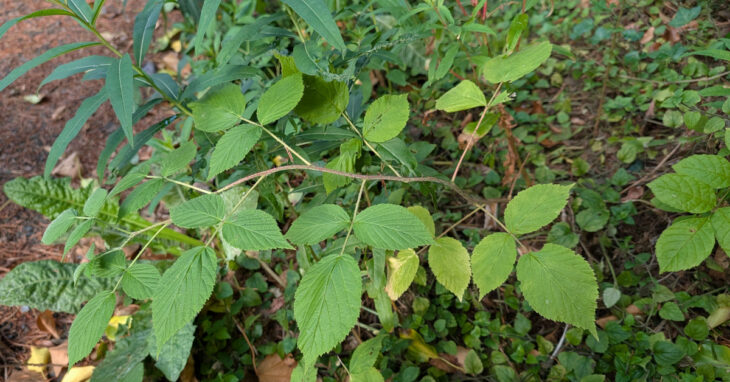  Sú Craobh Rubus idaeus