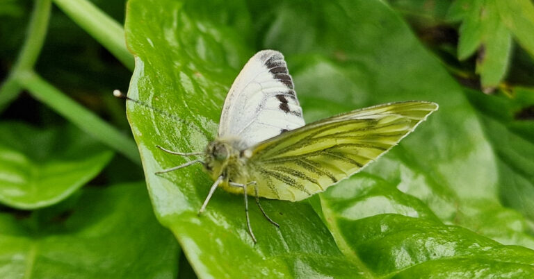  An Bhánóg Uaine Pieris napi
