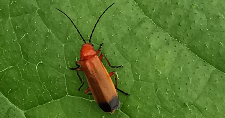  An Moltán Rua Rhagonycha fulva