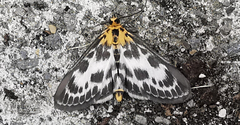  An Bhreacóg Bheag Anania hortulata