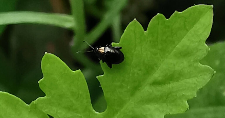  Ciaróga Duille Feithidí in Chrysomelidae